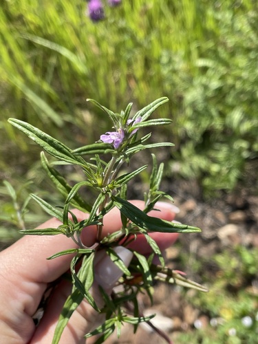 Galeopsis (Hempnettles) (alternate view 7)