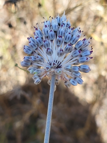 Allium vineale (wild garlic)