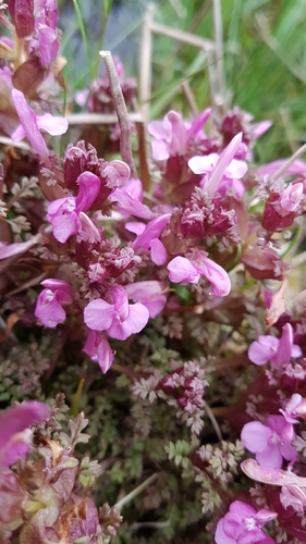 Pedicularis sylvatica (Common Lousewort)