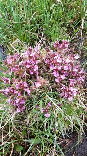 Pedicularis sylvatica (Common Lousewort)