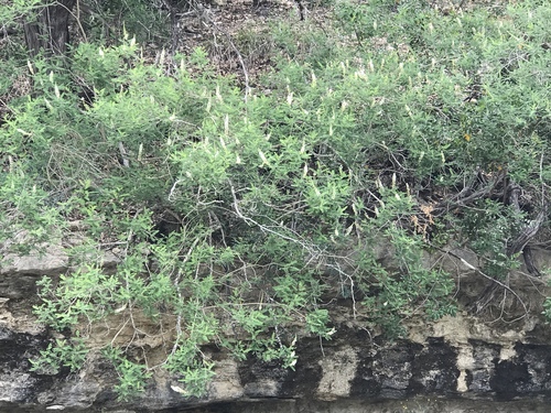 Eysenhardtia texana (Texas Kidneywood)