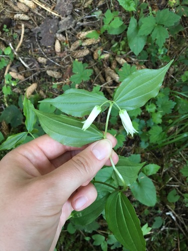 Prosartes smithii (Largeflower Fairybells) (alternate view 5)