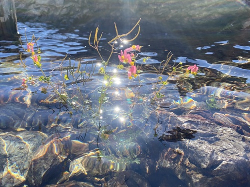 Capnoides sempervirens (rock harlequin)