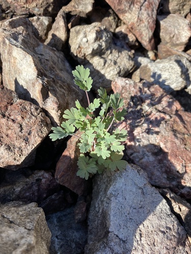 Capnoides sempervirens (rock harlequin) (alternate view 2)