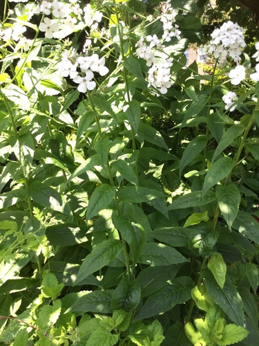 Hesperis matronalis (dame's rocket) (alternate view 5)