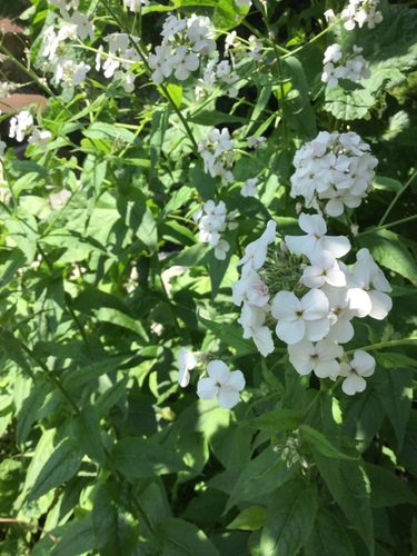 Hesperis matronalis (dame's rocket) (alternate view 4)