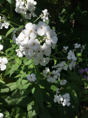Hesperis matronalis (dame's rocket) (alternate view 3)