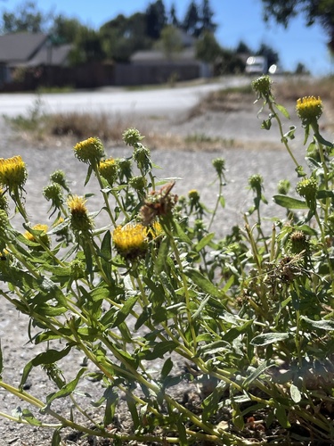 Grindelia (gumplants) (alternate view 8)