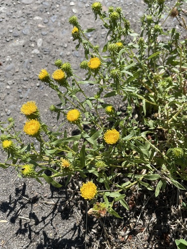 Grindelia (gumplants) (alternate view 9)