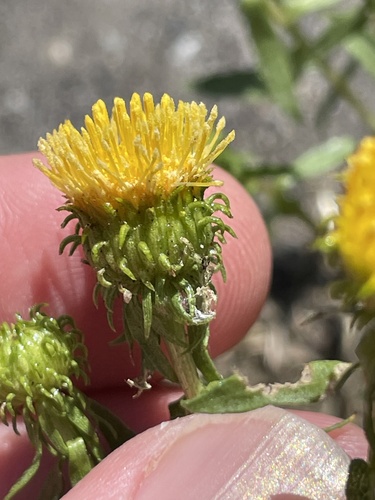 Grindelia (gumplants) (alternate view 7)