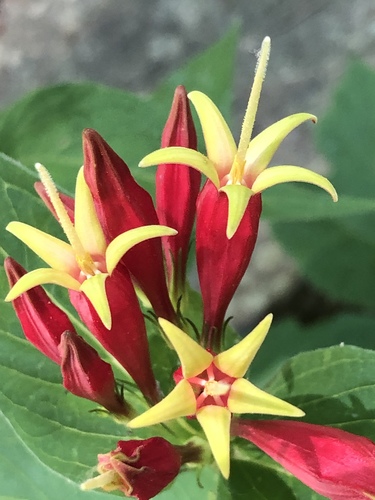 Spigelia marilandica (Indian Pink) (alternate view 3)