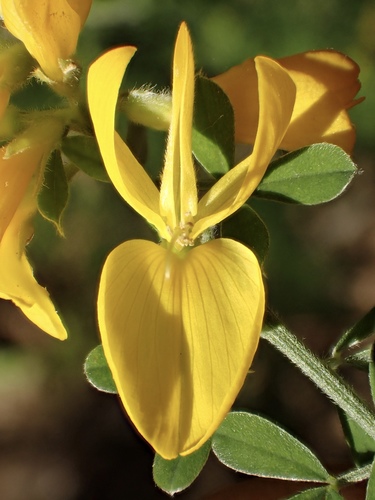 Genista monspessulana (French broom) (alternate view 3)