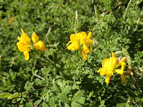 Genista monspessulana (French broom) (alternate view 2)