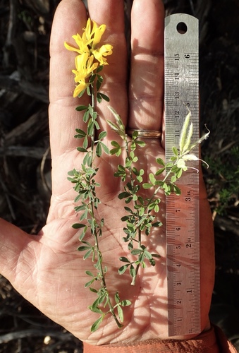 Genista monspessulana (French broom) (alternate view 4)