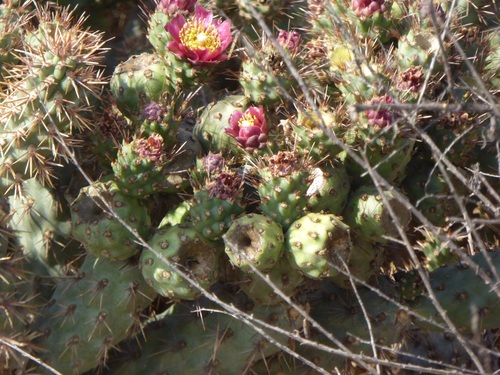Cylindropuntia prolifera (Coast Cholla) (alternate view 2)