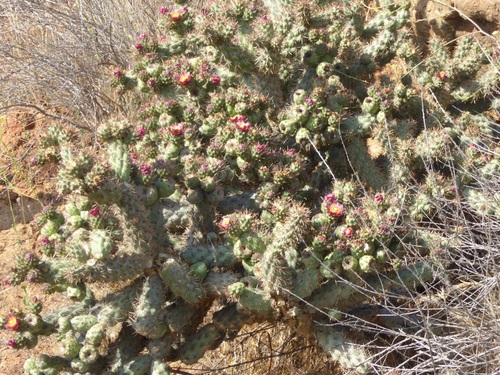 Cylindropuntia prolifera (Coast Cholla) (alternate view 3)