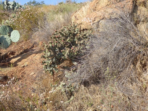 Cylindropuntia prolifera (Coast Cholla) (alternate view 4)
