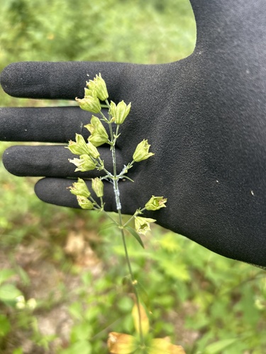 Silene stellata (starry campion)