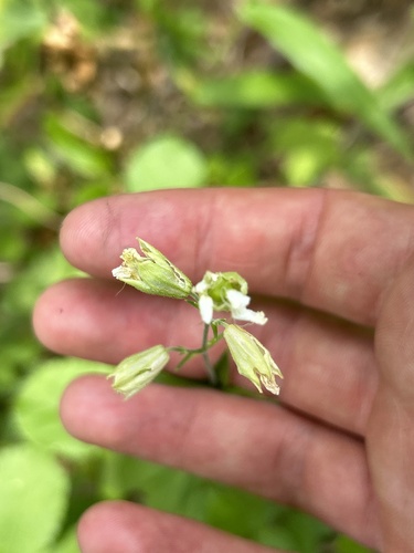 Silene stellata (starry campion) (alternate view 5)