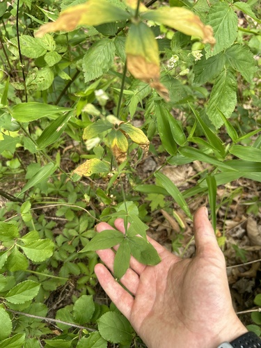Silene stellata (starry campion) (alternate view 3)