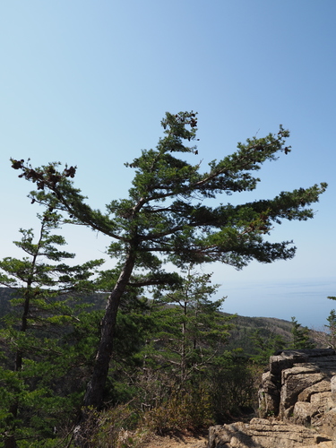 Pinus parviflora (Japanese White Pine) (alternate view 2)