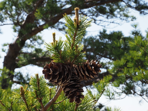 Pinus parviflora (Japanese White Pine) (alternate view 3)