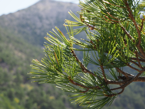 Pinus parviflora (Japanese White Pine) (alternate view 4)