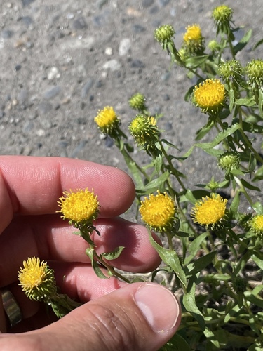 Grindelia (gumplants) (alternate view 6)