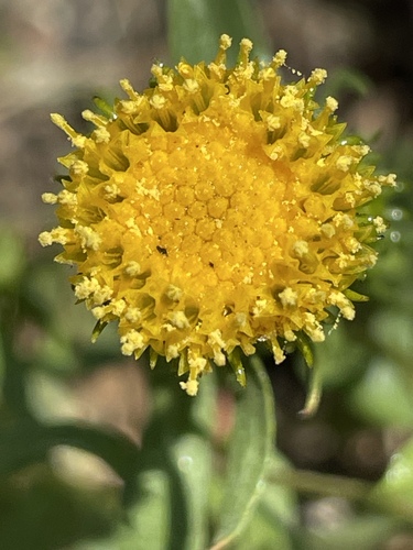 Grindelia (gumplants) (alternate view 5)