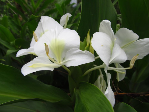 Hedychium (Garland lillies) (alternate view 5)