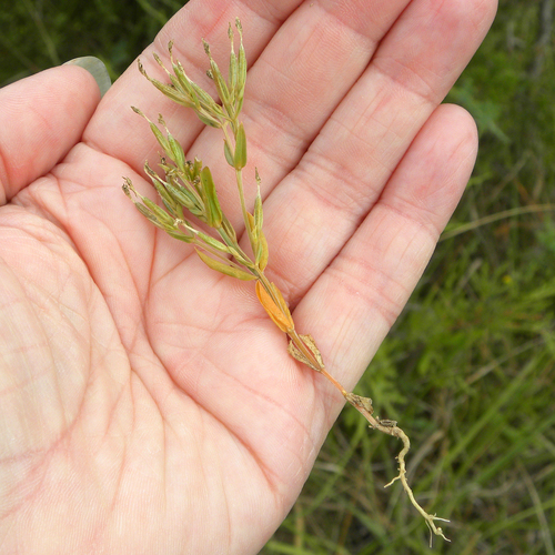 Centaurium pulchellum (Lesser Centaury) (alternate view 4)