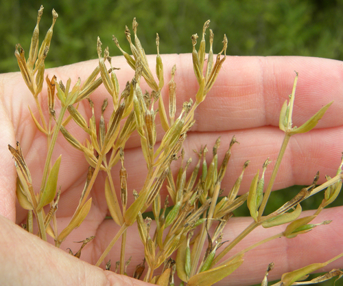 Centaurium pulchellum (Lesser Centaury) (alternate view 5)