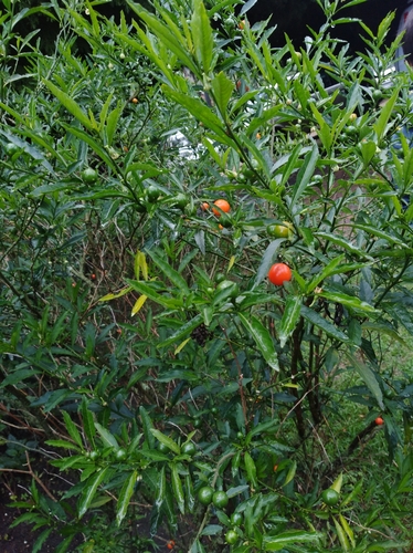Solanum pseudocapsicum (Jerusalem cherry)
