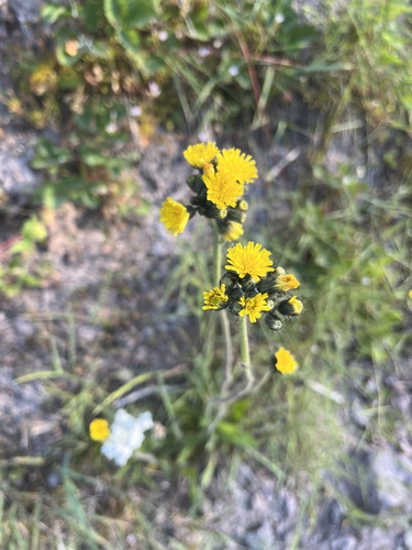Pilosella caespitosa (meadow hawkweed) (alternate view 4)