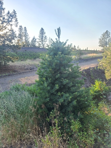 Abies concolor (white fir)