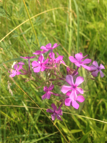 Phlox pilosa (prairie phlox)