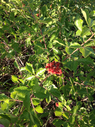 Rhus aromatica (fragrant sumac)