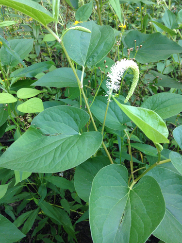 Saururus cernuus (Lizard's Tail)