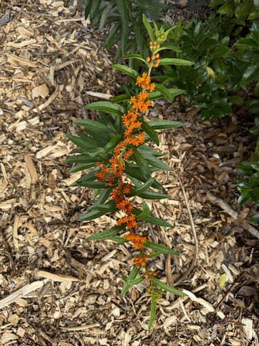 Asclepias tuberosa (Butterfly Weed)