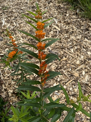 Asclepias tuberosa (Butterfly Weed)