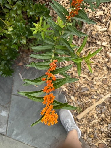 Asclepias tuberosa (Butterfly Weed)
