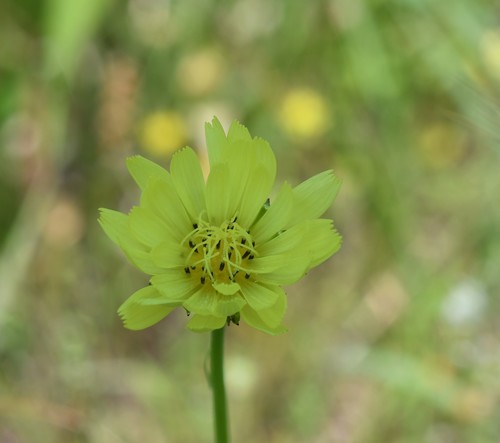 Pyrrhopappus carolinianus (Carolina desert-chicory) (alternate view 10)