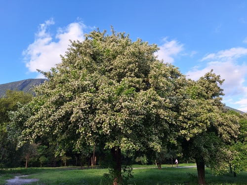 Ehretia anacua (Anacua) (alternate view 4)