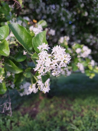 Ehretia anacua (Anacua) (alternate view 5)
