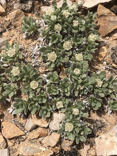 Parthenium (wild quinines) (alternate view 5)