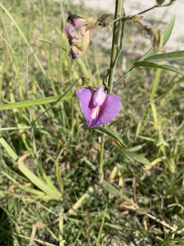 Centrosema virginianum (butterfly pea) (alternate view 4)