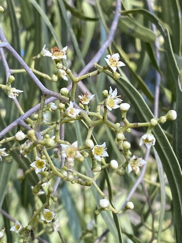 Geijera parviflora (Wilga) (alternate view 4)
