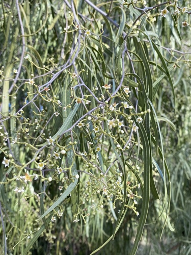 Geijera parviflora (Wilga) (alternate view 5)