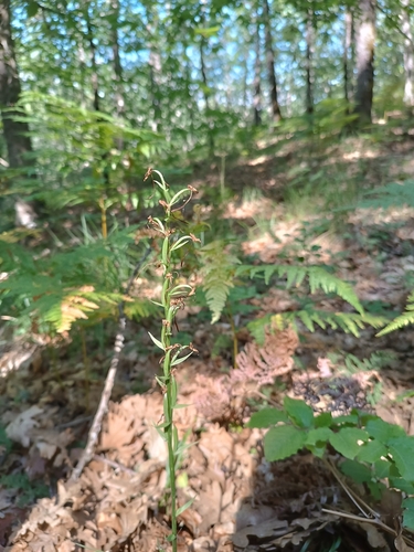 Platanthera chlorantha (Greater butterfly-orchid)