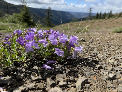 Penstemon fruticosus (Shrubby Penstemon)